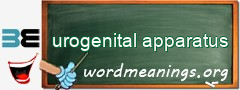 WordMeaning blackboard for urogenital apparatus